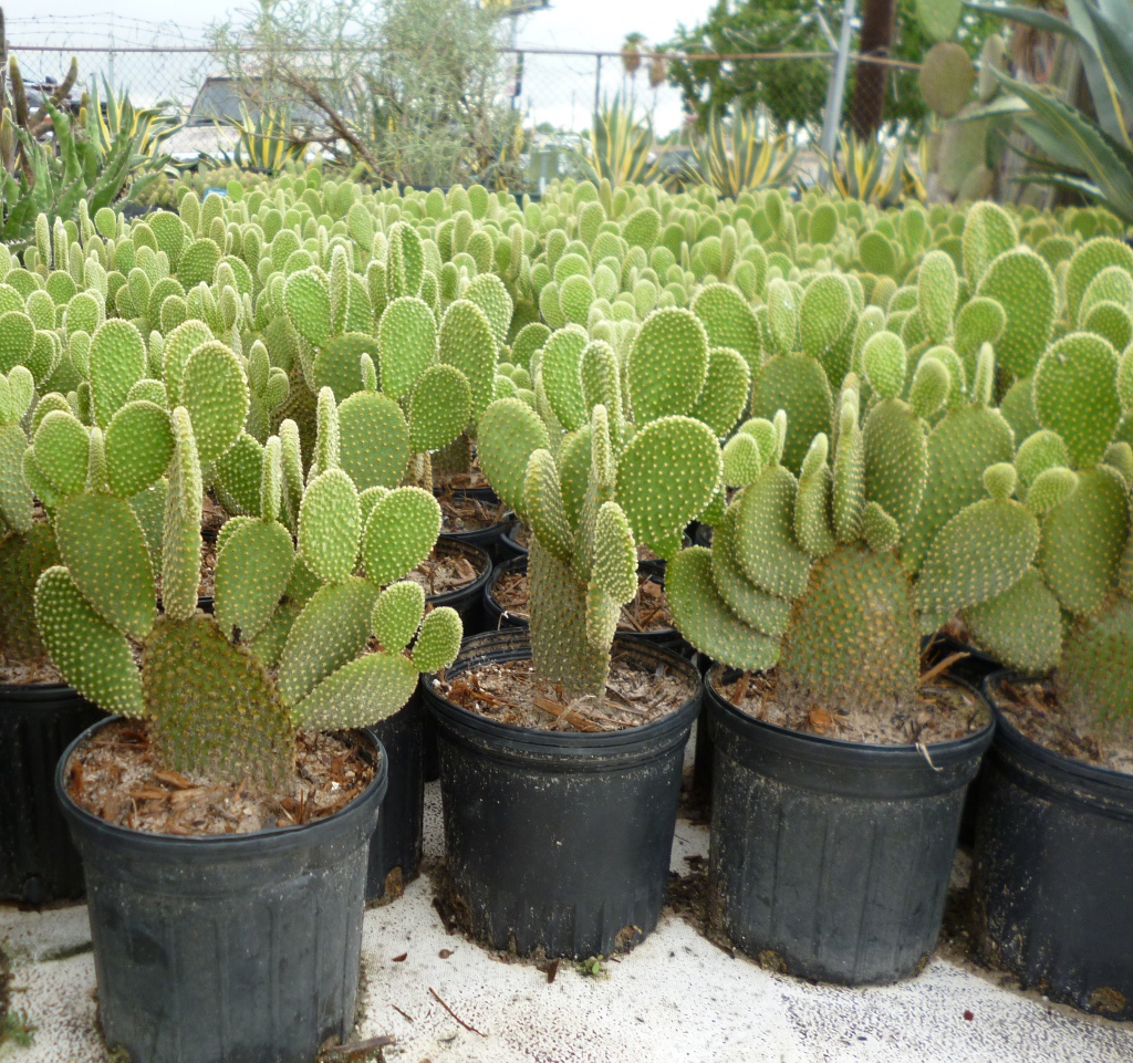 Opuntia microdasys var. Pallida The Cactus King